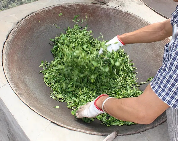 “殺青”是如何影響普洱茶品質(zhì)的？