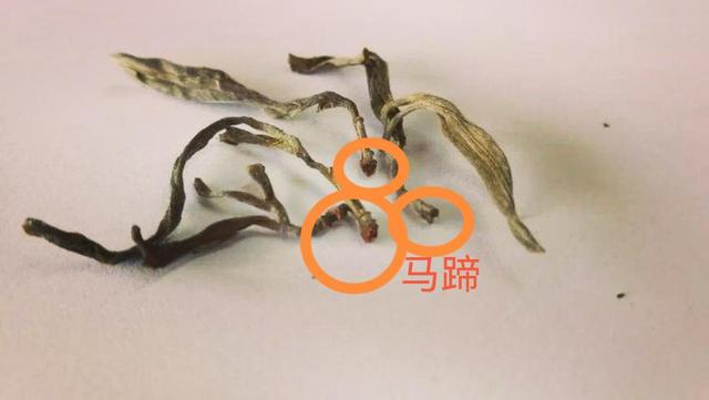 “馬蹄?！倍嗌俑竟?jié)有關(guān)系？