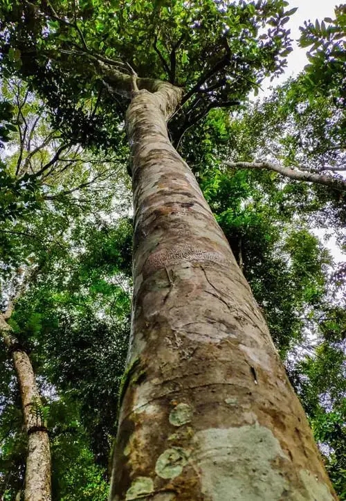 關(guān)于高桿古樹的秘密‖艱難追逐高桿古樹茶的普洱茶人