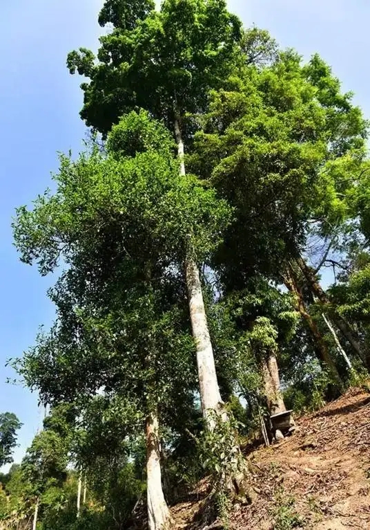 普洱茶概念中的“國有林”、“高桿古樹”是怎么樣的存在？