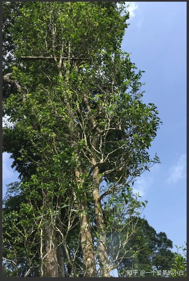 高桿古樹做成的普洱茶，憑什么紅遍大江南北？