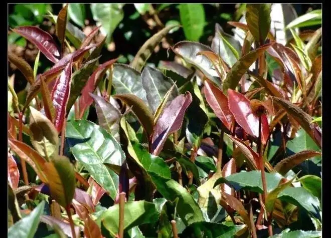 紫芽普洱茶真的都很珍貴嗎？這篇文章說到你心坎上了