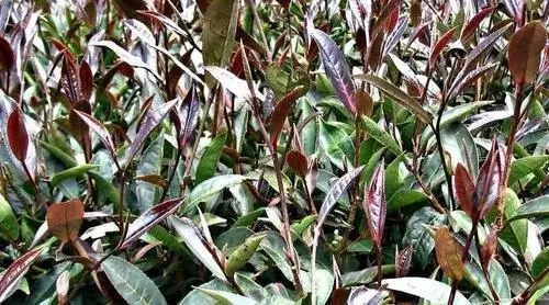 紫芽普洱是什么茶？