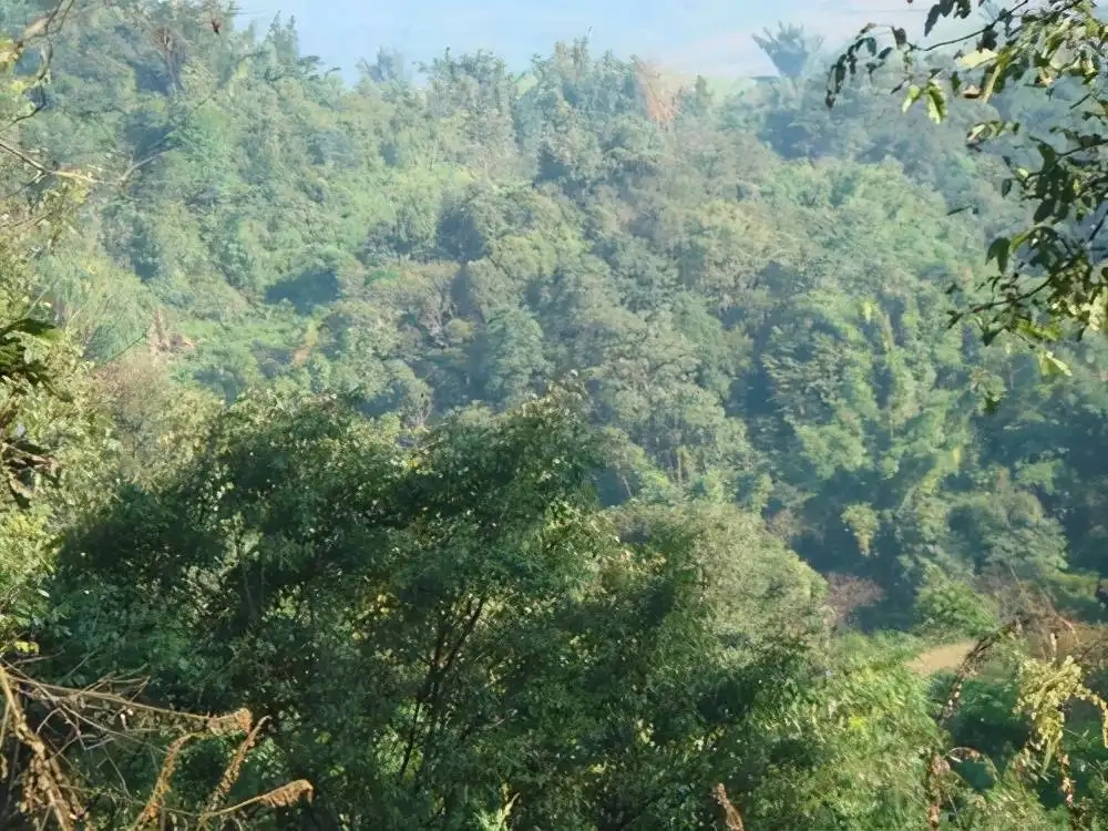 茶山紀(jì)實(shí)：再進(jìn)犀牛塘，不一樣的感覺(jué)；菁瑤可以預(yù)見(jiàn)的豐收年