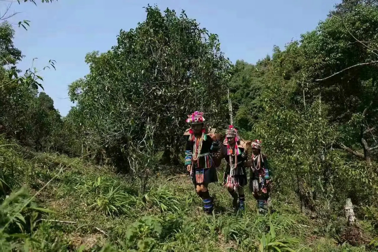 【好茶知味】南糯山石頭老寨拔瑪古樹：醇柔之質(zhì)，綿遠(yuǎn)之韻