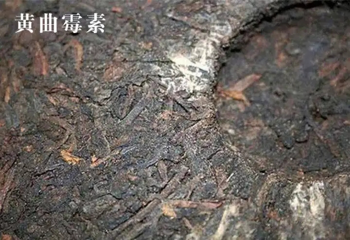 普洱茶有黃曲霉毒素，喝了會(huì)致癌？不黑不吹，咱用事實(shí)說話