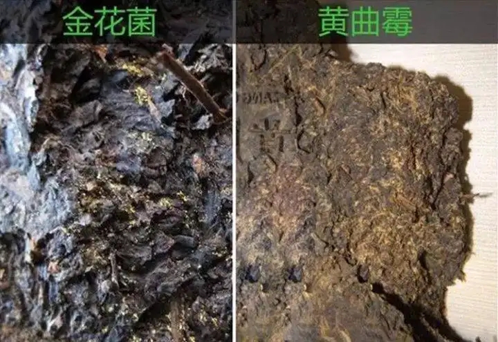 從普洱茶致癌論說開，再談普洱茶與黃曲霉毒素的關(guān)系。
