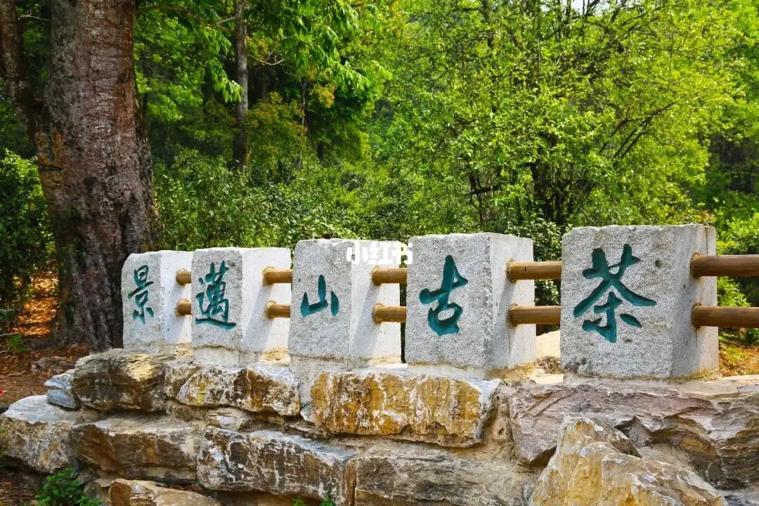 普洱茶的年份：新茶、老茶、中期茶、印級(jí)茶、古董茶