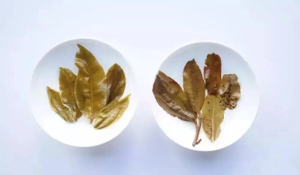 普洱茶的九種山寨版本，喜歡普洱茶的一定要看