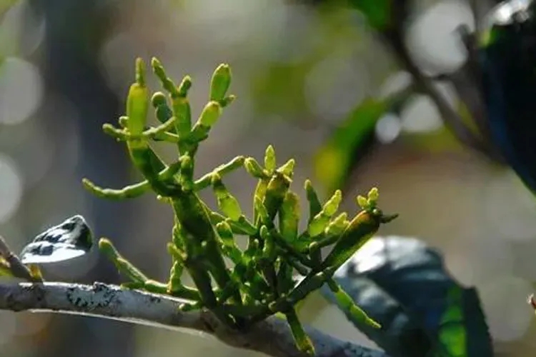 什么是螃蟹腳？茶界的螃蟹腳可能和你想的不一樣！