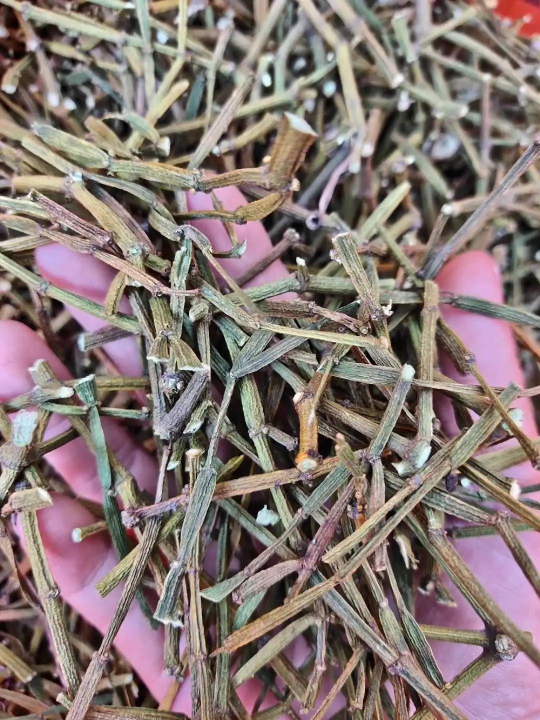 干貨 | 什么是茶界的螃蟹腳？