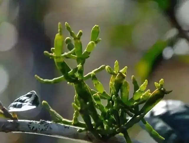 一節(jié)螃蟹腳，勝過(guò)冬蟲(chóng)和夏草