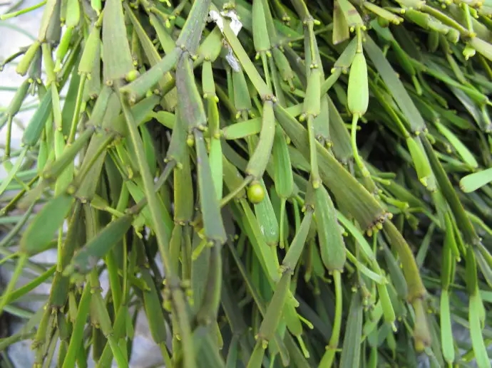 普洱茶中的“螃蟹腳”，到底是什么？如何辨別？