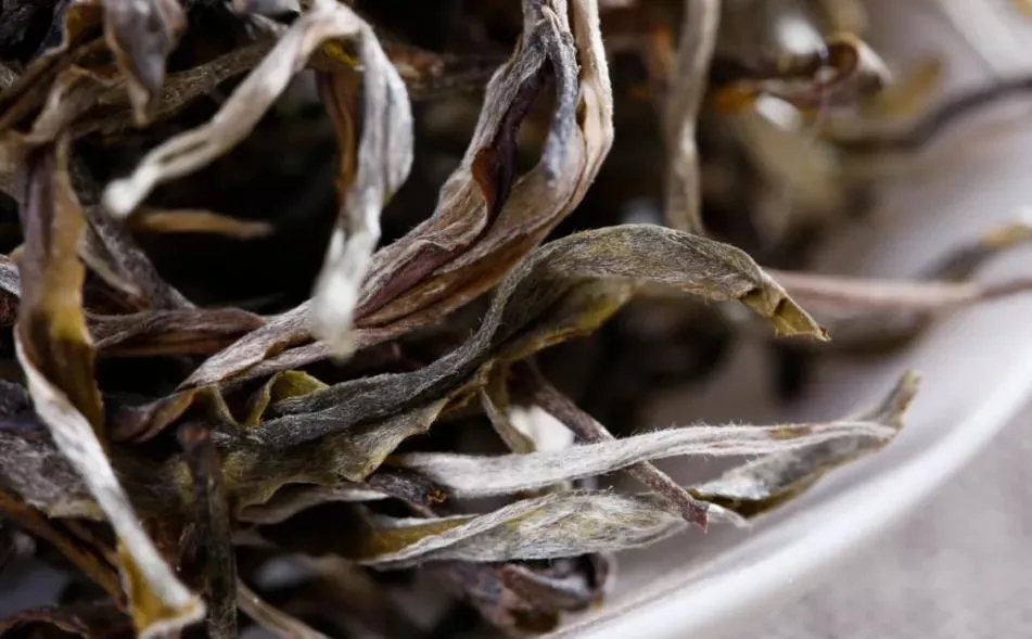 普洱茶樹生長(zhǎng)的海拔越高，品質(zhì)就越好嗎？