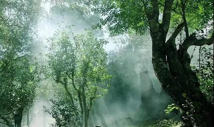 獨(dú)有神韻的瀾滄景邁古樹茶！