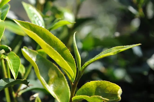 普洱茶“山野氣韻”如何形成？