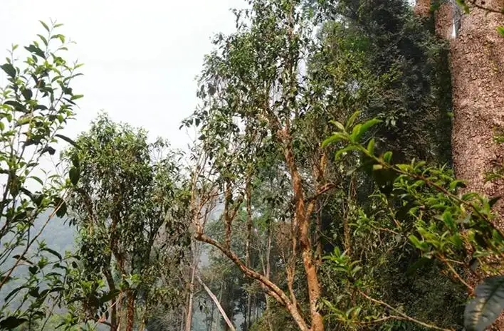 易武白茶園 | 量少珍稀古樹茶、易武茶中的佼佼者~香揚水柔有內(nèi)質(zhì)