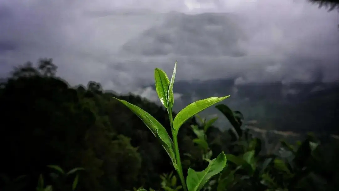 彎弓白茶園古樹茶