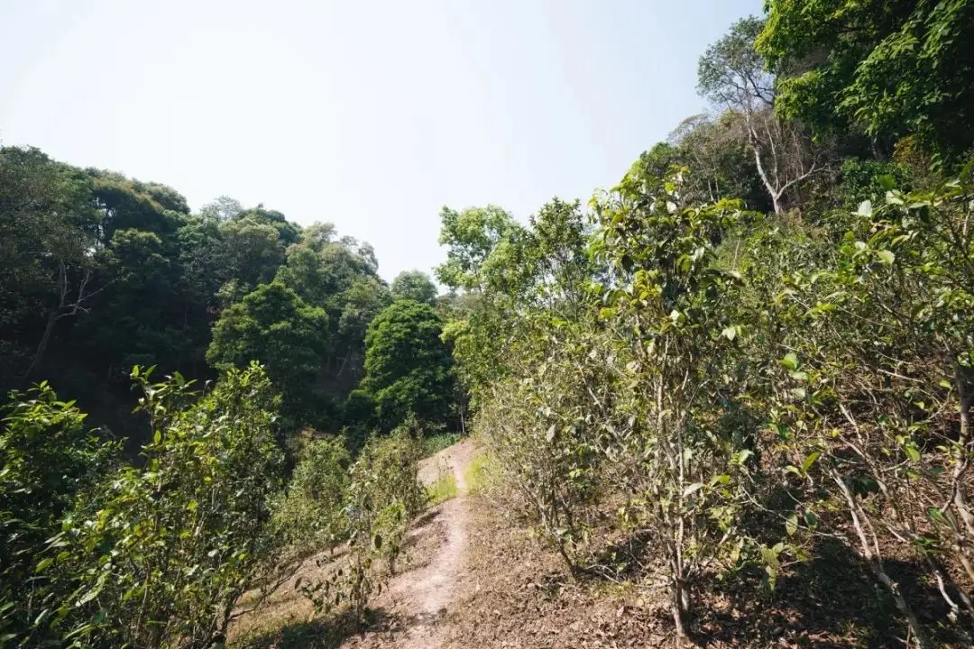易武荒韻， 秘境白茶園