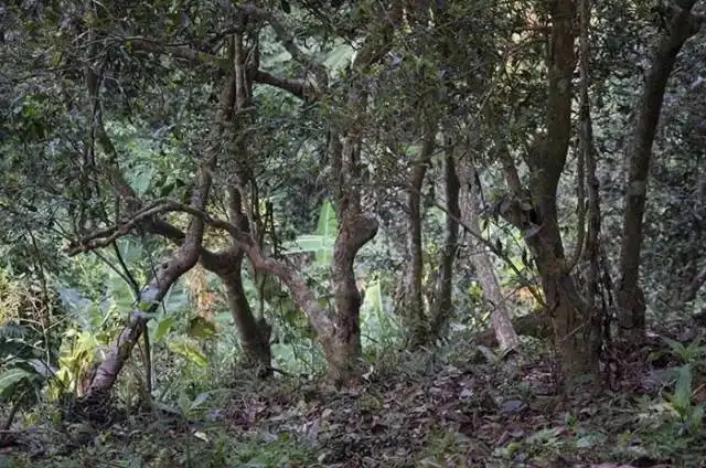 一山一味，山頭茶存在的意義究竟是什么？