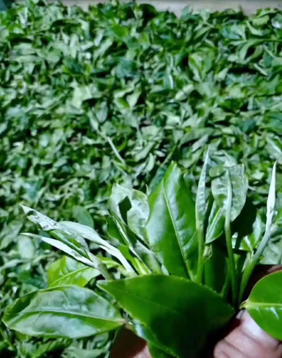 【答疑解惑】關(guān)于勐庫(kù)大葉種，你了解多少？