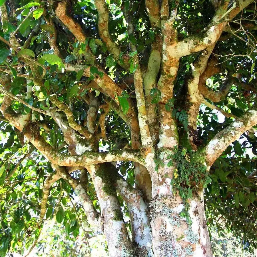 來自易武秘境的至味臻品！氣韻強(qiáng)勁，余韻深邃，一口喚醒你的味蕾~