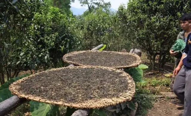 顛覆認(rèn)知！普洱茶的傳統(tǒng)工藝究竟是什么？