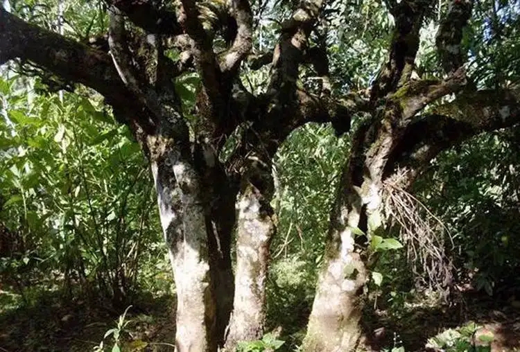 揭秘|云南省古樹(shù)茶面積與產(chǎn)量