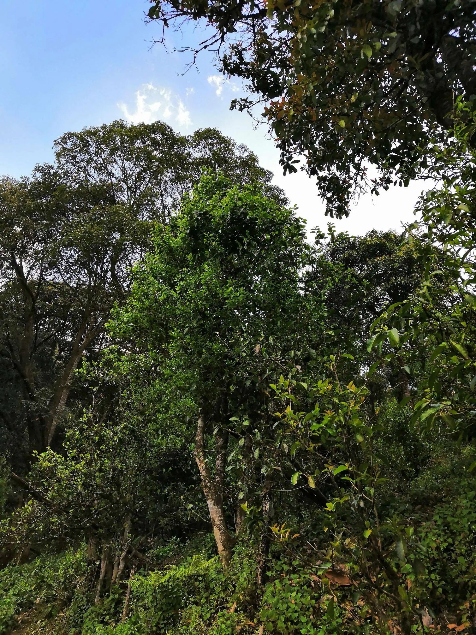 古樹(shù)茶的市場(chǎng)，未來(lái)該如何發(fā)展？