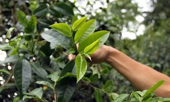 云南大葉種和小葉種是一個品種嗎？兩者有何優(yōu)勢？