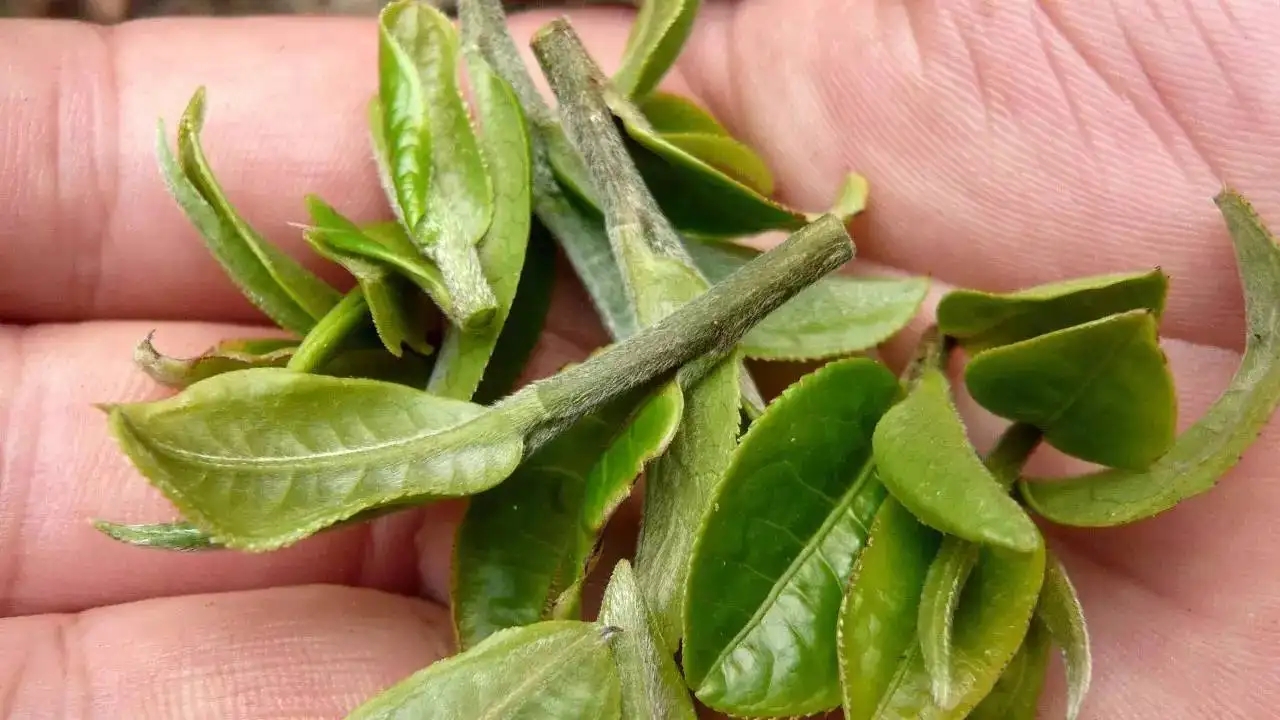 云南大葉種曬青毛茶，是什么茶？