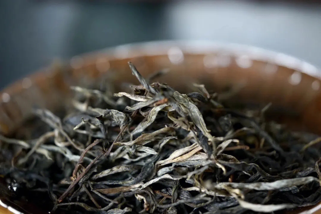 2023年老班章古樹(shù)春茶口感！