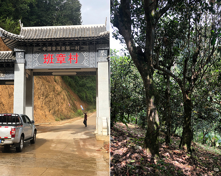 2023年新班章古樹春茶品質(zhì)怎么樣？