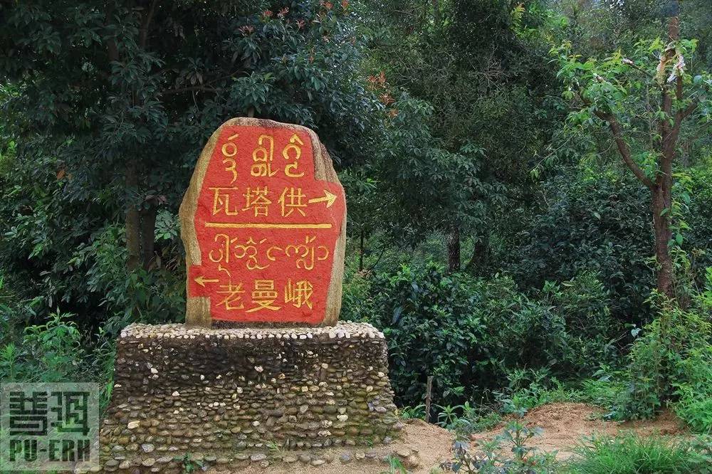 2023年老曼峨古樹春茶特點是什么？