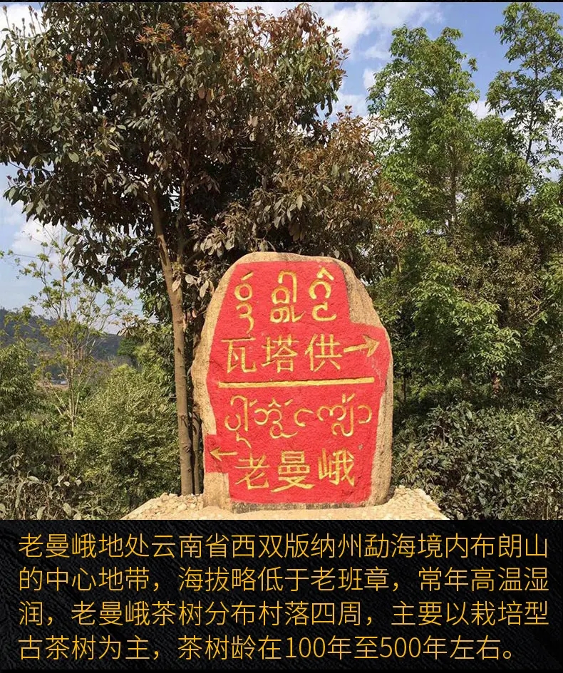 2023年老曼峨古樹春茶口感？
