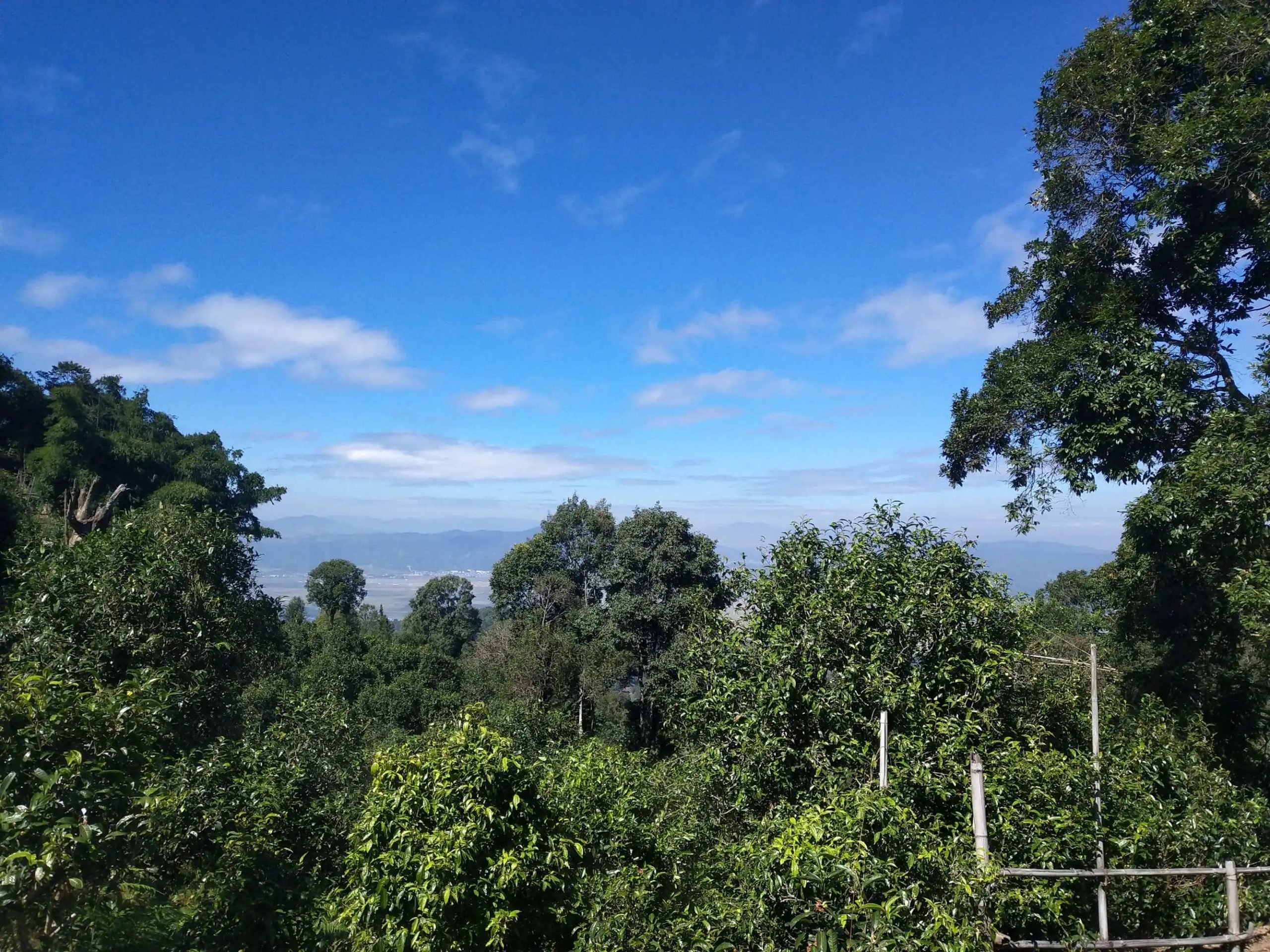 2023年廣別老寨古樹春茶特點(diǎn)是什么？