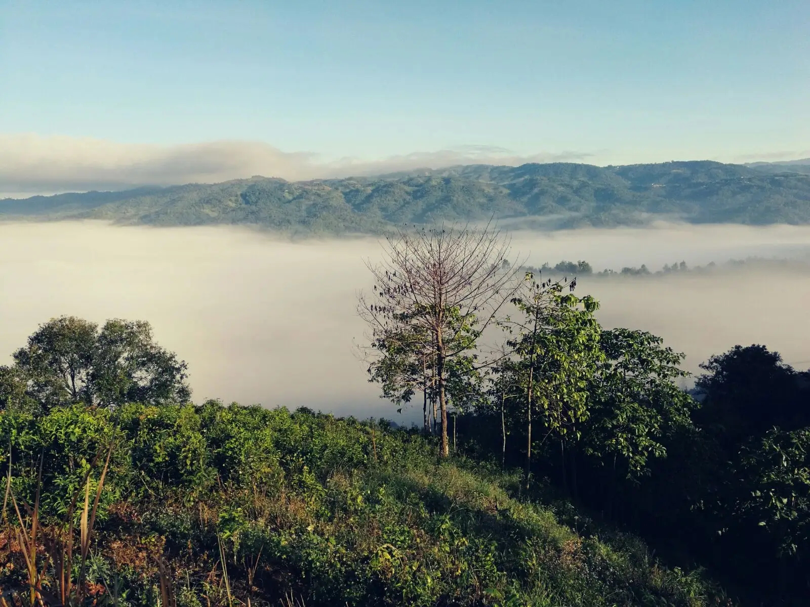 2023年賀開古樹春茶價(jià)格是多少？