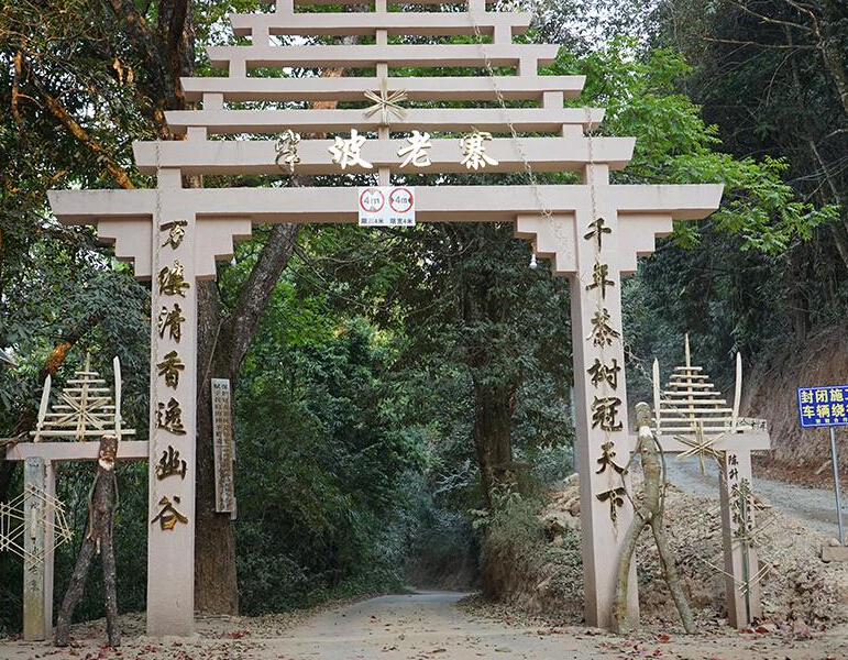 2023年半坡老寨古樹春茶品質(zhì)？