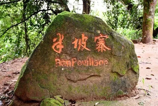 2023年半坡老寨古樹春茶價(jià)格是多少？