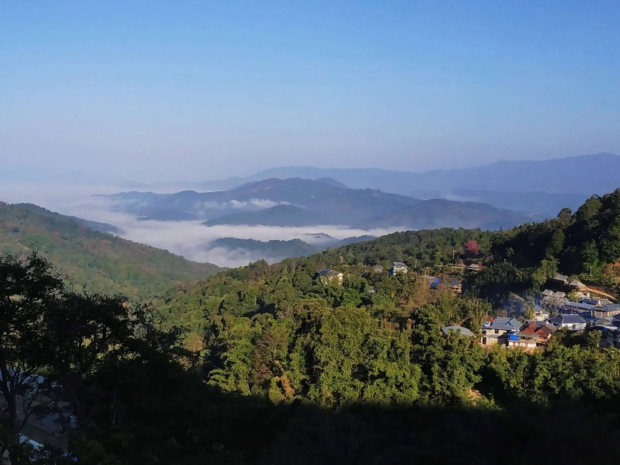 2023年南糯山古樹春茶口感如何？