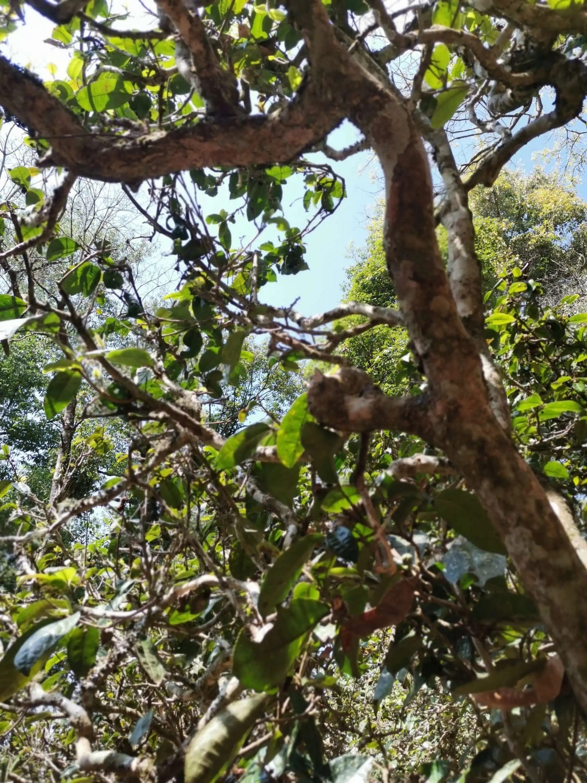 2023年那卡古樹春茶特點是什么？