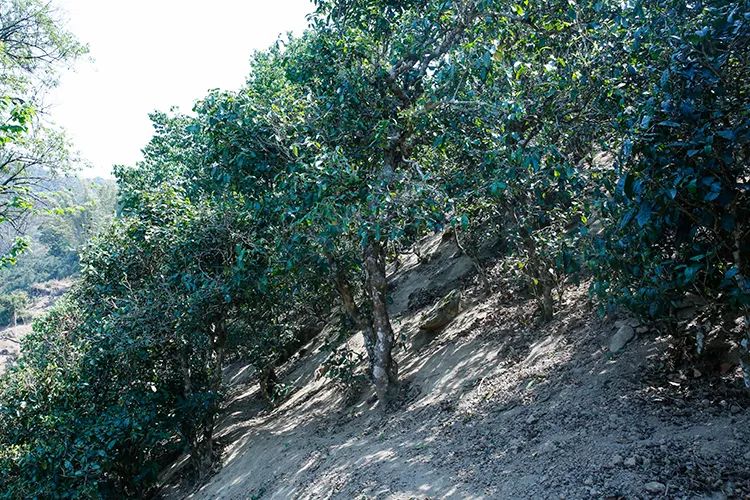 2023年那卡古樹春茶價格是多少？