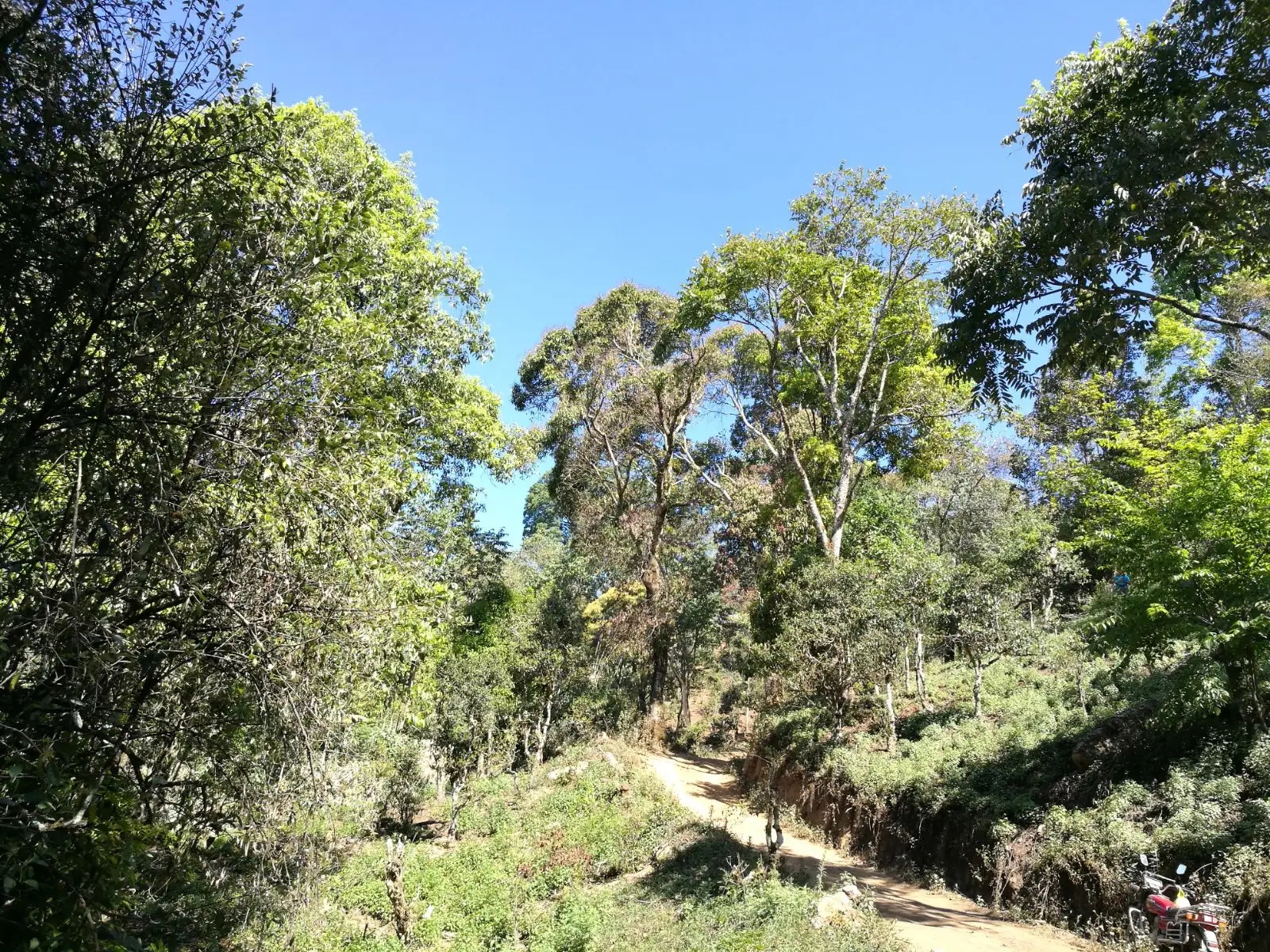 2023年保塘老寨古樹春茶口感是什么？