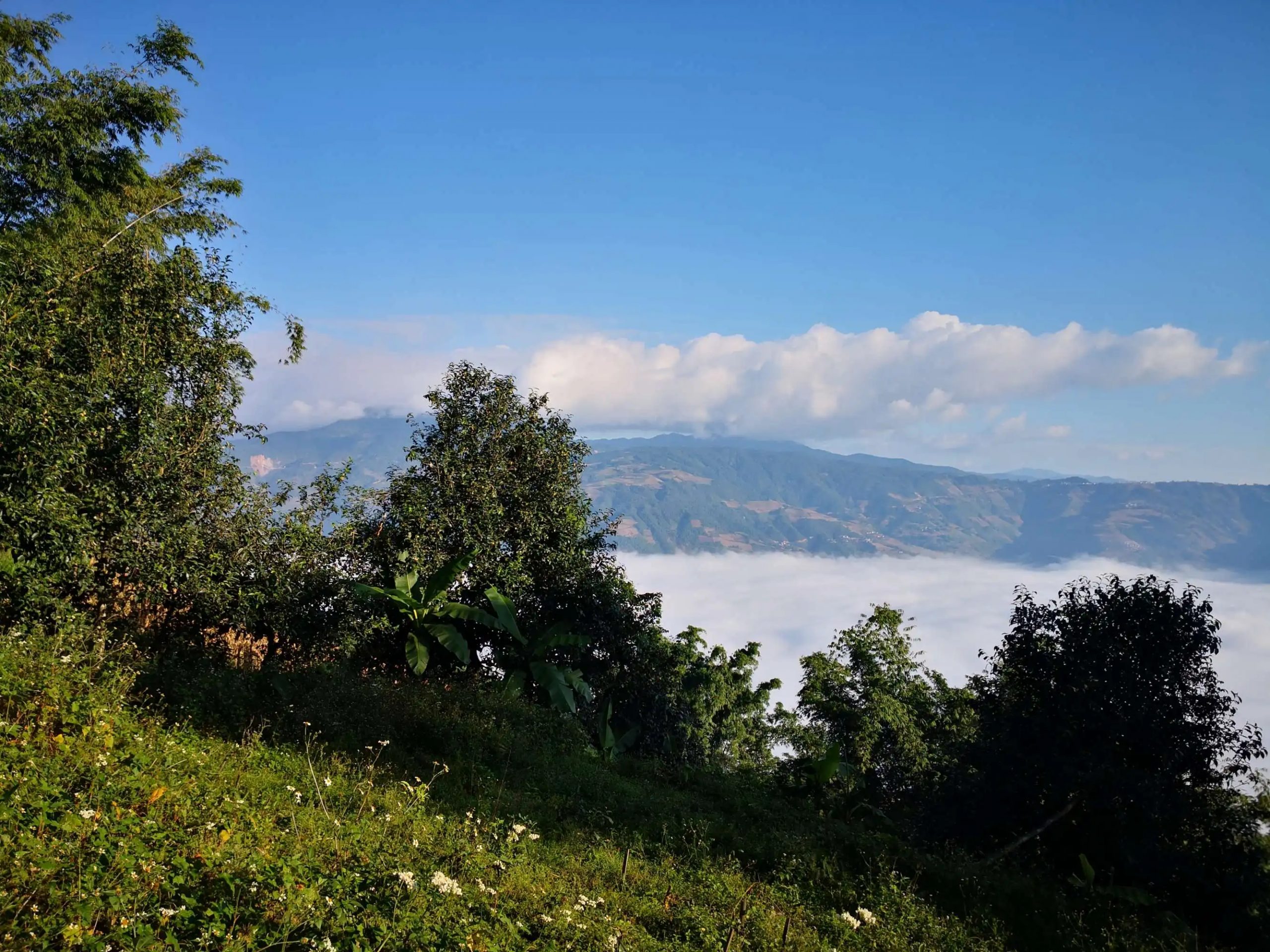 2023年邦崴古樹 春茶品質(zhì)如何？