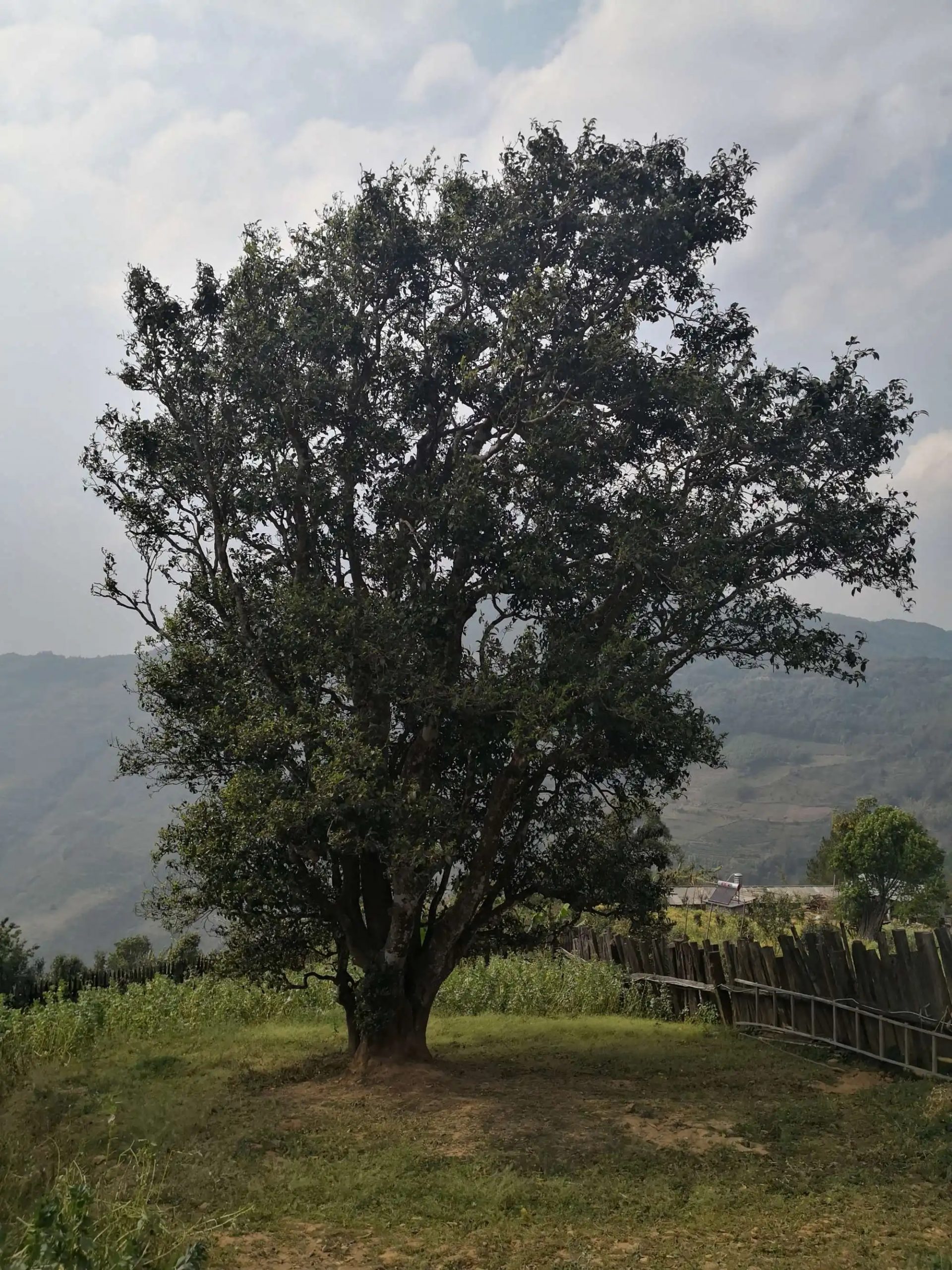 2023年邦崴古樹春茶口感怎么樣？