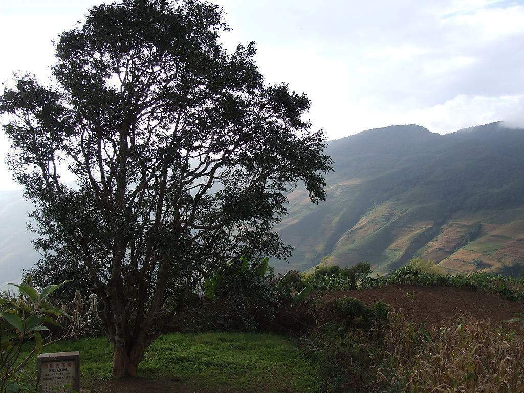 2023年邦崴古樹春茶多少錢一公斤？