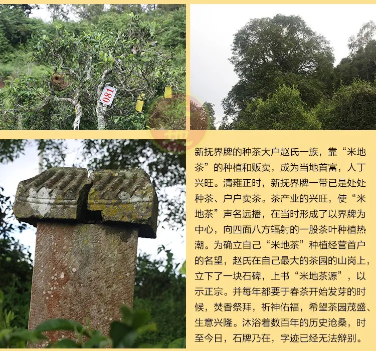 2023迷帝古樹春茶品質(zhì)如何？