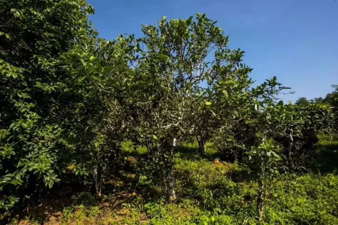 2023年迷帝古樹春茶口感怎么樣？