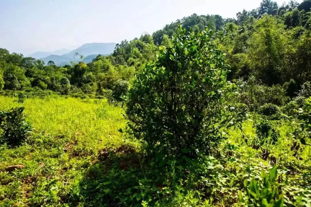 2023年迷帝古樹春茶特點(diǎn)是什么？