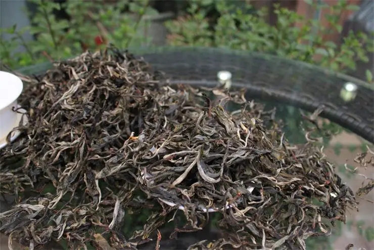 2023冰島古樹春茶品質(zhì)如何？